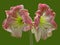 Apple Blossom Amaryllis