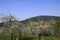 Apple blossom, blossom in the public fruit estate Baden-Baden Lichtental, with a view of Battert Rock