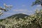 Apple blossom, blossom in the public fruit estate Baden-Baden Lichtental, with a view of local mountain Merkur