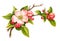 Apple blossom branch spring pink white vintage flowers green leaves isolated on white background. Digital watercolor illustration.