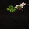 Apple blossom branch on Star Galaxy granite countertop