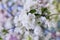 Apple blossom branch with white flowers against beautiful bokeh background, lovely landscape of nature