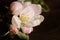 Apple Blossom closeup photo on Rustic Dark Wood Background.  Horizontal crop with copy space for your words or text