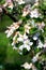 Apple blossom damaged by morning frost in region of prespa,macedonia