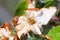 Apple blossom damaged by morning frost in region of prespa,macedonia