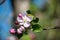Apple blossom flowers in spring, blooming on young tree branch
