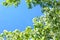 Apple blossom in full bloom over the blue sky background