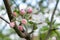Apple blossom pink buds white apple flowers