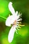 Apple blossom in the spring. Petals on a flower