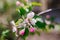 Apple blossom tree. Pink flowers. A bee pollinates a flower on a branch.Spring flowers bloomed in the sun.