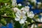 Apple blossom with wasp in the garden on spring