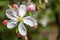 Apple blossom white apple flower close-up pink buds detail