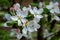 Apple blossoming close-up white flowers for invitation gardening background