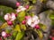 Apple Blossoms on Ancient Tree