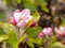 Apple Blossoms on Ancient Tree