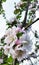 Apple blossoms. Apple branch with flowers.