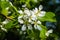 Apple blossoms. beautiful apple tree blossom in spring.