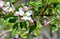 Apple blossoms being pollinated by honey bee