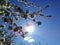 Apple blossoms bloom on a spring day. Lots of white flowers. Apple. There blue sky in the background. The awakening of nature