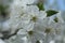 Apple blossoms close-up. Spring flowering of fruit trees with a coupe plan. Flower structure pistil stamen petals stigma