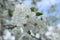 Apple blossoms close-up. Spring flowering of fruit trees with a coupe plan. Flower structure pistil stamen petals stigma