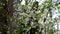 Apple blossoms are large white swinging on a background of greens and other bran