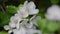 Apple blossoms are large white swinging on a background of greens and other branches