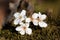 Apple Blossoms on Moss