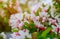 Apple blossoms over blurred nature background Spring flowers