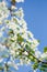 Apple blossoms in spring over the sky