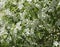 Apple blossoms texture white sharp