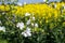 Apple blossoms on the tree in spring, white blossoms on apple tree branches with first green leaves against yellow rape field