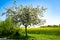 Apple blossoms on the tree in spring, white blossoms on apple tree branches with first green leaves against yellow rape field