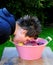 Apple bobbing