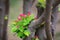 Apple boughs laden with blossom in the spring,closeup