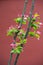 Apple boughs laden with blossom in the spring isolate on red background