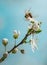 Apple branch blossom with bee