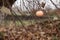 Apple on a branch close up, autumn landscape, fallen leaves