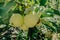 Apple on a branch in a garden early in the morning. Fresh juicy fruits, organic products in the natural setting of the Summer.