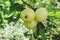 Apple on a branch in a garden early in the morning. Fresh juicy fruits, organic products in the natural setting of the Summer.