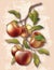 Apple branch hand drawing vintage engraving illustration isolate