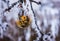 Apple on a branch in hoarfrost