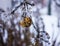 Apple on a branch in hoarfrost close up