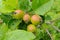 Apple branch with ripening apples with raindrops. Wild apple tree