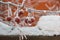 Apple branch with snow in winter, Siberia