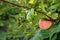 Apple on a branche of the tree in the orchard