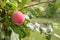 Apple on a branche of the tree in the orchard