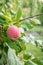 Apple on a branche of the tree in the orchard