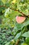 Apple on a branche of the tree in the orchard