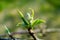 An Apple Bud in Early Spring Just Begin to Evolve